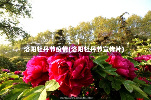 洛阳牡丹节疫情(洛阳牡丹节宣传片)