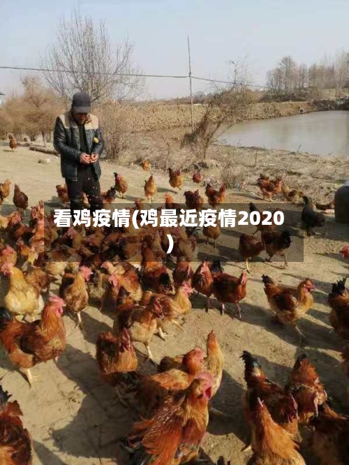 看鸡疫情(鸡最近疫情2020)
