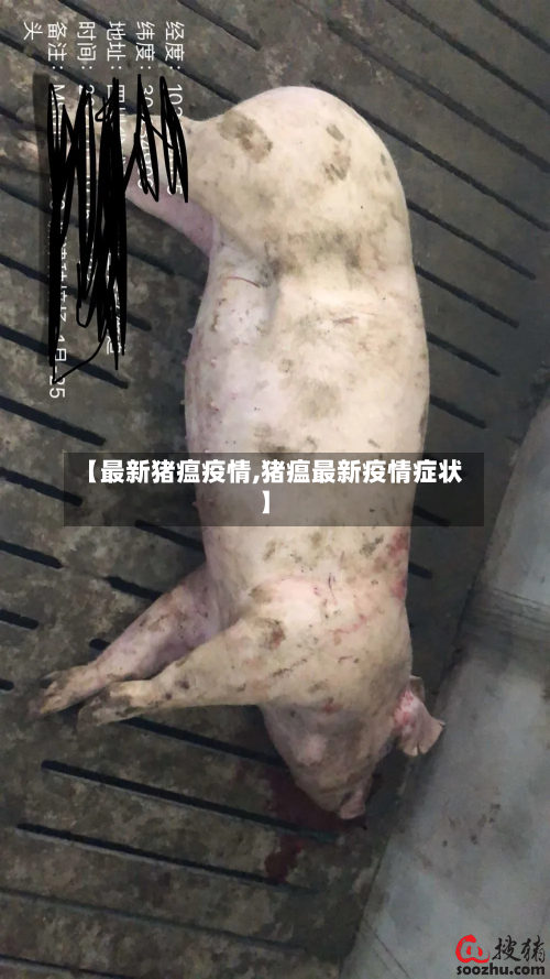【最新猪瘟疫情,猪瘟最新疫情症状】-第2张图片