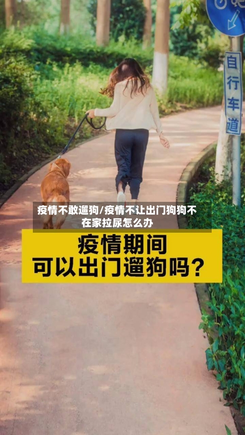 疫情不敢遛狗/疫情不让出门狗狗不在家拉尿怎么办-第3张图片
