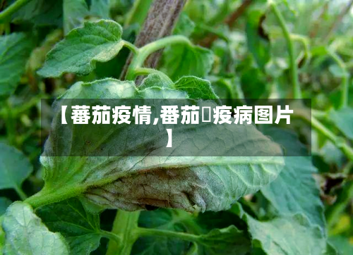 【蕃茄疫情,番茄睌疫病图片】
