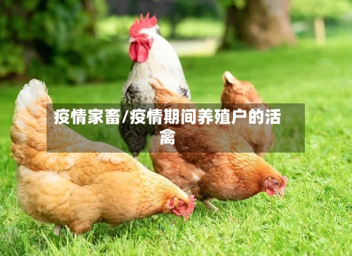 疫情家畜/疫情期间养殖户的活禽
